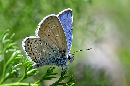 Foranderlig Blfugl, Plebejus idas han. Col de la Bonnet, 2400 m. Parc de Mercantour, Frankrig d. 7 juli 2017. Fotograf: John Vergo