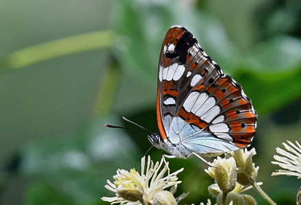 Sydlig Hvid Admiral, Limenitis reducta. Digne-les.Baines, Frankrig d. 8 juli 2017. Fotograf; John Vergo