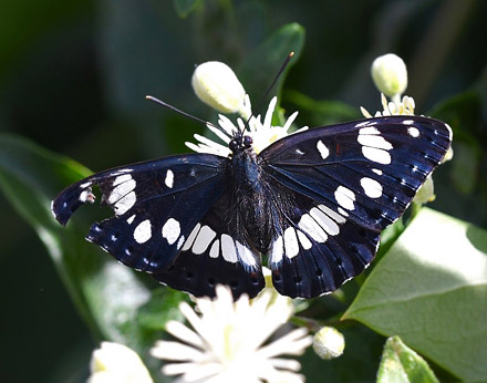 Sydlig Hvid Admiral, Limenitis reducta. Digne-les.Baines, Frankrig d. 8 juli 2017. Fotograf; John Vergo