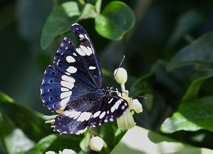 Sydlig Hvid Admiral, Limenitis reducta. Digne-les.Baines, Frankrig d. 8 juli 2017. Fotograf; John Vergo