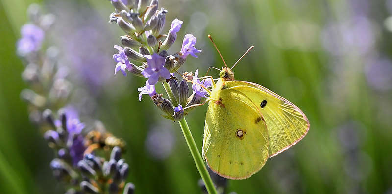 Sydlig Hsommerfugl, Colias alfacariensis. Alps-Maritimes til Haute-Alpes, Frankrig d. 8  juli 2017. Fotograf; John Vergo