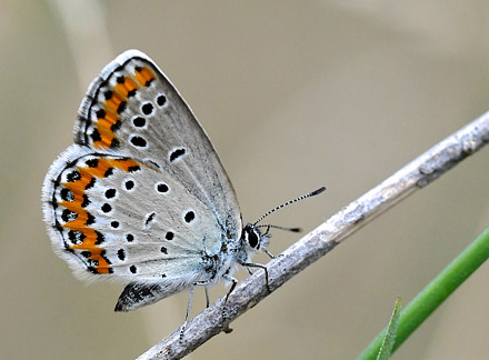 Astragelblfugl, Plebejus argyrognomon hun. Digne-les-Bains (Digne),  Frankrig d. 9 juli 2017. Fotograf: John Vergo