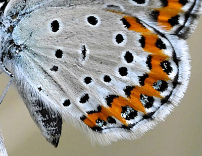 Astragelblfugl, Plebejus argyrognomon hun. Digne-les-Bains (Digne),  Frankrig d. 9 juli 2017. Fotograf: John Vergo