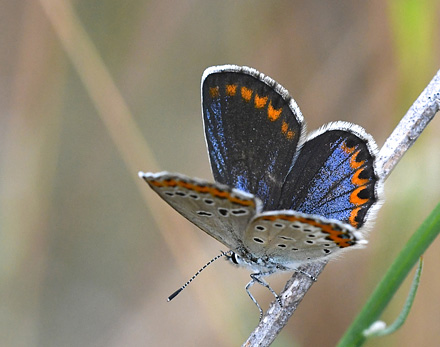 Astragelblfugl, Plebejus argyrognomon hun. Digne-les-Bains (Digne),  Frankrig d. 9 juli 2017. Fotograf: John Vergo