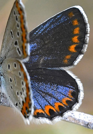 Astragelblfugl, Plebejus argyrognomon hun. Digne-les-Bains (Digne),  Frankrig d. 9 juli 2017. Fotograf: John Vergo