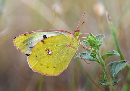 Sydlig Hsommerfugl, Colias alfacariensis. Alps-Maritimes til Haute-Alpes, Frankrig d. 9  juli 2017. Fotograf; John Vergo