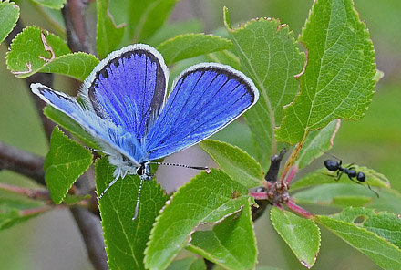 Astragelblfugl, Plebejus argyrognomon han. Digne-les-Bains (Digne),  Frankrig d. 9 juli 2017. Fotograf: John Vergo