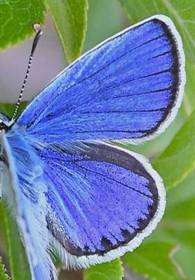 Astragelblfugl, Plebejus argyrognomon han. Digne-les-Bains (Digne),  Frankrig d. 9 juli 2017. Fotograf: John Vergo