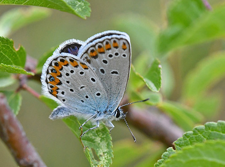 Astragelblfugl, Plebejus argyrognomon han. Digne-les-Bains (Digne),  Frankrig d. 9 juli 2017. Fotograf: John Vergo