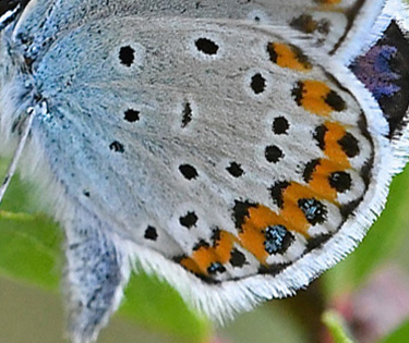 Astragelblfugl, Plebejus argyrognomon han. Digne-les-Bains (Digne),  Frankrig d. 9 juli 2017. Fotograf: John Vergo