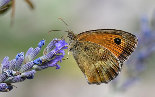 Buskrandje, Pyronia tithonus han. Digne-les-Bains, Alpes Maritimes, Sydfrankrig d. 9 Juli 2017. Fotograf; John Vergo