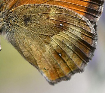 Buskrandje, Pyronia tithonus han. Digne-les-Bains, Alpes Maritimes, Sydfrankrig d. 9 Juli 2017. Fotograf; John Vergo