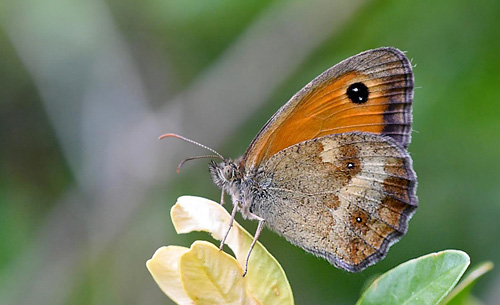 Buskrandje, Pyronia tithonus hun. Digne-les-Bains, Alpes Maritimes, Sydfrankrig d. 8 Juli 2017. Fotograf; John Vergo