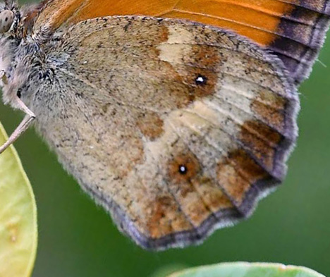 Buskrandje, Pyronia tithonus hun. Digne-les-Bains, Alpes Maritimes, Sydfrankrig d. 8 Juli 2017. Fotograf; John Vergo