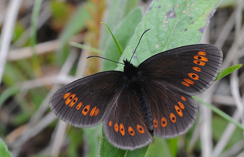 Mandel-Bjergrandøje, Erebia alberganus overside. LeBoreon. Parc de Mercantour, Alpes-Maritimes, Frankrig d. 30 juni 2017. Fotograf; John Vergo