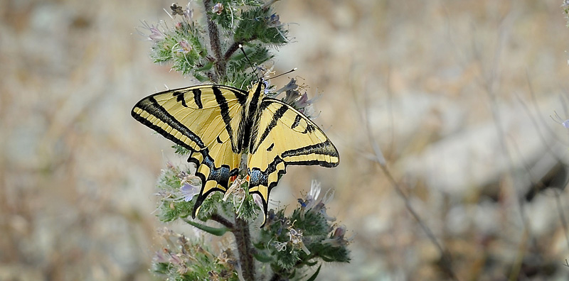 Alexanors Svalehale, Papilio alexanor hun. Stavos, Lesbos, Grækenland d. 18 maj 2015. Fotograf; John Vergo