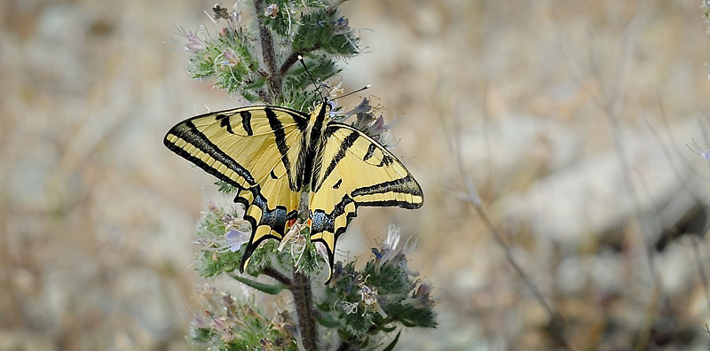 Alexanors Svalehale, Papilio alexanor hun. Stavos, Lesbos, Grkenland d. 18 maj 2015. Fotograf; John Vergo