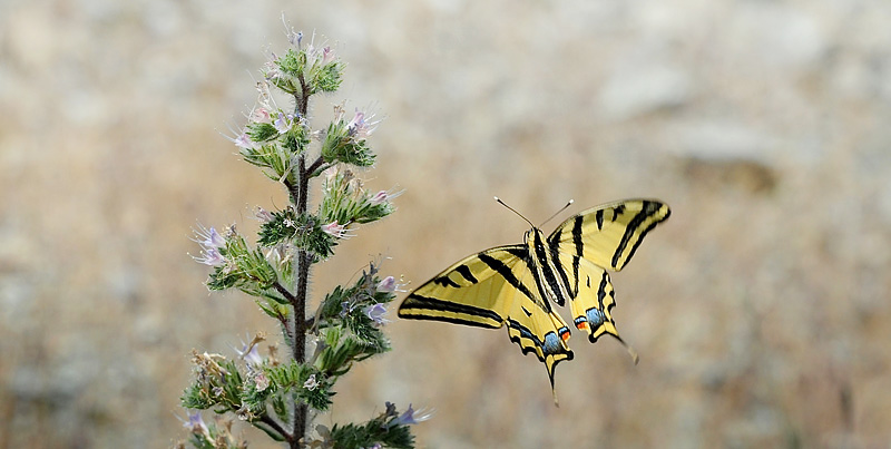 Alexanors Svalehale, Papilio alexanor hun. Stavos, Lesbos, Grækenland d. 18 maj 2015. Fotograf; John Vergo