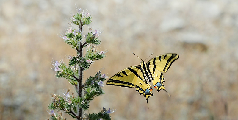 Alexanors Svalehale, Papilio alexanor hun. Stavos, Lesbos, Grkenland d. 18 maj 2015. Fotograf; John Vergo