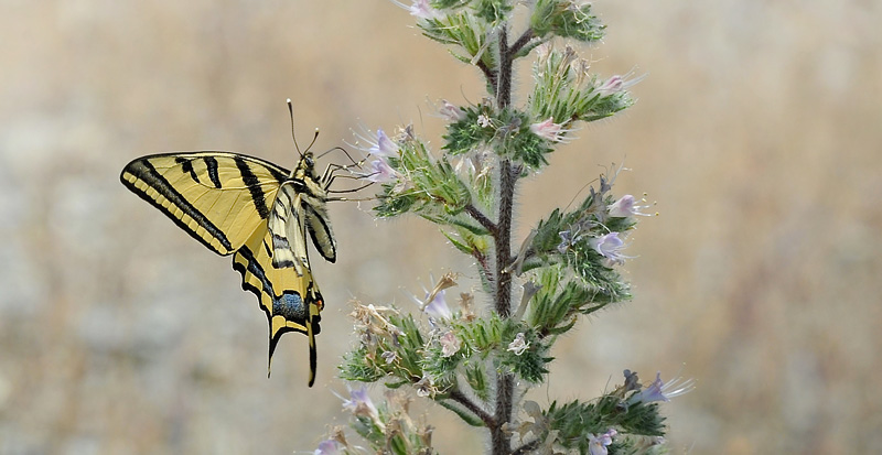 Alexanors Svalehale, Papilio alexanor hun. Stavos, Lesbos, Grkenland d. 18 maj 2015. Fotograf; John Vergo