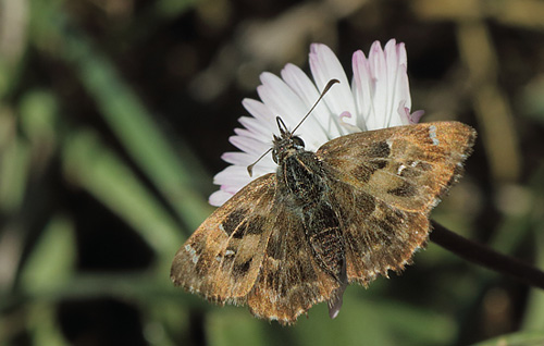 Marmorbredpande, Carcharodus alceae.. Scavi di Ostia Antica, Italien d. 24 oktober 2017. Fotograf;  Henrik S. Larsen