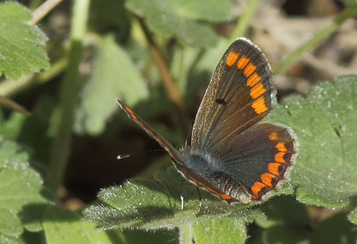 Sydlig Rdplettet Blfugl, Aricia cramera. Scavi di Ostia Antica, Italien d. 24 oktober 2017. Fotograf;  Henrik S. Larsen