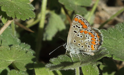 Sydlig Rdplettet Blfugl, Aricia cramera. Scavi di Ostia Antica, Italien d. 24 oktober 2017. Fotograf;  Henrik S. Larsen