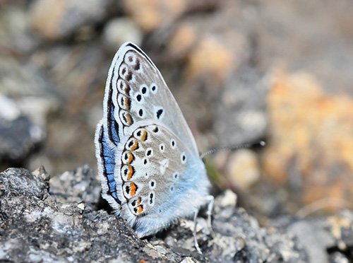 Esparsette Blfugl, Polyommatus thersites. Col de Lombarde/ Colle delle Lombarda, Alpi Maritime, Italien d. 6 juli 2017. Fotograf; John Vergo