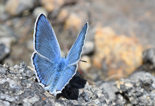 Esparsette Blfugl, Polyommatus thersites. Col de Lombarde/ Colle delle Lombarda, Alpi Maritime, Italien d. 6 juli 2017. Fotograf; John Vergo