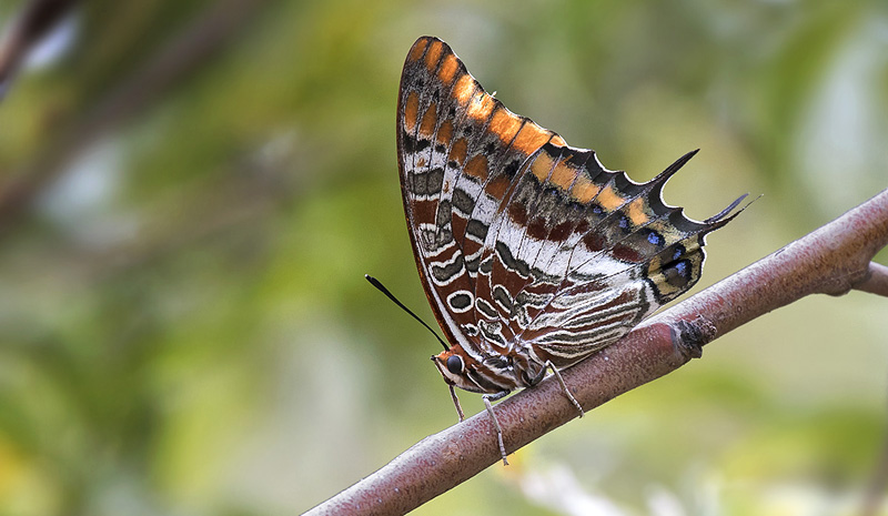 Pasha, Charaxes jasius. Kreta, Grkenland d. 15 august 2017. Fotograf; Knud Ellegaard