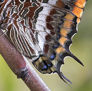 Pasha, Charaxes jasius. Kreta, Grkenland d. 15 august 2017. Fotograf; Knud Ellegaard