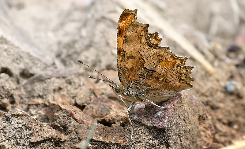 Det Hvide Y, Polygonia egea. Kreta d. 20 august 2017. Fotograf; Knud Ellegaard