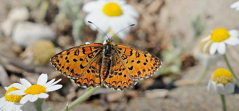Lille Pletvinge, Melitaea trivia. Skala Kallonia, Lesbos, Grkenland d. 14 maj 2015. Fotograf; John Vergo