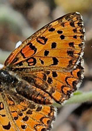 Lille Pletvinge, Melitaea trivia hun. Skala Kallonia, Lesbos, Grækenland d. 14 maj 2015. Fotograf; John Vergo