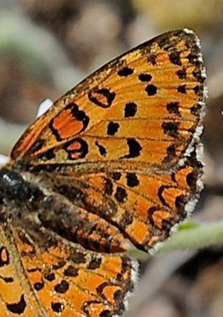 Lille Pletvinge, Melitaea trivia hun. Skala Kallonia, Lesbos, Grkenland d. 14 maj 2015. Fotograf; John Vergo