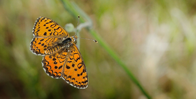 Lille Pletvinge, Melitaea trivia. Potomia Valley, Lesbos, Grkenland d. 15 maj 2015. Fotograf; John Vergo