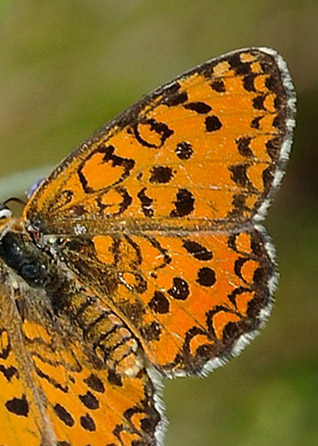 Lille Pletvinge, Melitaea trivia han. Potomia Valley, Lesbos, Grækenland d. 15 maj 2015. Fotograf; John Vergo