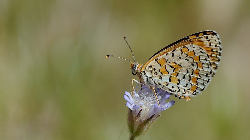 Lille Pletvinge, Melitaea trivia. Potomia Valley, Lesbos, Grkenland d. 15 maj 2015. Fotograf; John Vergo