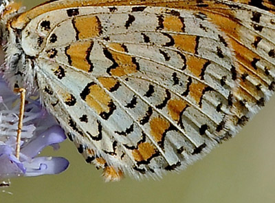 Lille Pletvinge, Melitaea trivia. Potomia Valley, Lesbos, Grækenland d. 15 maj 2015. Fotograf; John Vergo