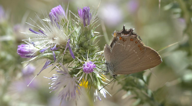 Spansk Egesommerfugl, Satyrium esculi. Ermita de San Frutos, Duraton-floden. Ca. 9,5 km VNV for Sepulvade, Spanien d. 12  maj 2014. Fotograf, Troells Melgaard