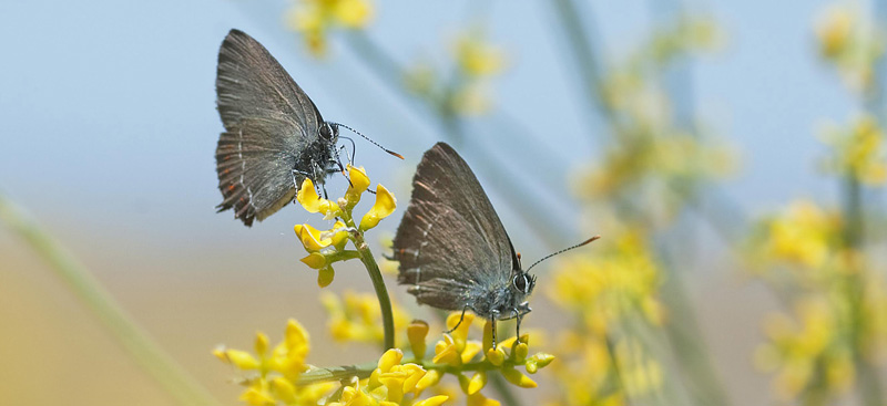 Spansk Egesommerfugl, Satyrium esculi. Ermita de San Frutos, Duraton-floden. Ca. 9,5 km VNV for Sepulvade, Spanien d. 14  maj 2014. Fotograf, Troells Melgaard