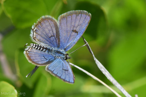 Tigerblåfugl, Tarucus theophrastus han. Balanegra, Andalucien, Spanien d. 14 april 2017. Fotograf; Martin Bjerg