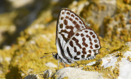 Tigerblåfugl, Tarucus theophrastus. Balanegra, Andalucien, Spanien d. 14 april 2017. Fotograf; Martin Bjerg