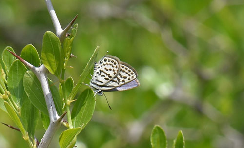 Tigerblåfugl, Tarucus theophrastus. Balanegra, Andalucien, Spanien d. 14 april 2017. Fotograf; Martin Bjerg