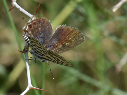 Tigerblfugl, Tarucus theophrastus hun. Balanegra, Andalucien, Spanien d. 14 april 2017. Fotograf; Martin Bjerg