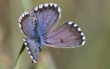 Iberisk Timianblfugl, Pseudophilotes panoptes. Casa La Ladera, Valor, Sierra Nevada, Spanien d. 15 maj 2017. Fotograf; Knud Ellegaard  