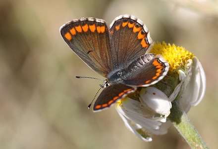 Sydlig Rdplettet Blfugl, Aricia cramera hun. Casa La Ladera, Va'lor, Sierra Nevada, Spanien d. 16 may 2017. Fotograf; Knud Ellegaard