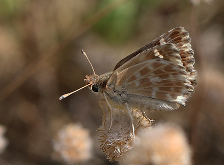 Trebndet Marmorbredpande, Carcharodus baeticus. Casa La Ladera, Valor, Sierra nevada, Spain d. 16maj 2017. Fotograf; Knud Ellegaard