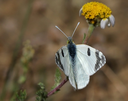 Stribehvidvinge, Euchloe belemia. Casa La Ladera, Va'lor, Sierra Nevada, Spanien d. 16 maj 2017. Fotograf; Knud Ellegaard