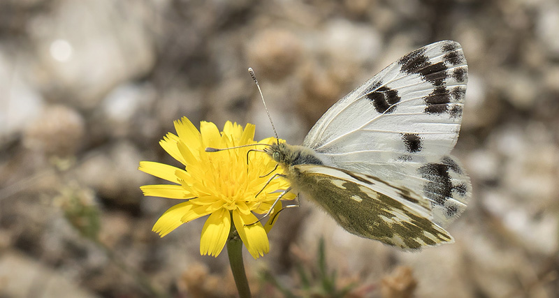 Vestlig Grnbroget Hvidvinge, Pontia daplidice. Casa La Ladera, Va'lor, Sierra Nevada, Spain d. 16 maj 2017. Fotograf; Knud Ellegaard